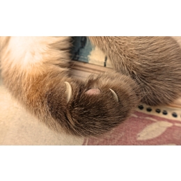 Czym jest choroba kociego pazura? Objawy, diagnostyka i sposoby leczenia