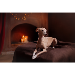 Charcik włoski (Italian greyhound) - Encyklopedia psów