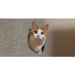 Charczenie u kota - co może oznaczać?