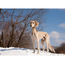 Chart perski saluki - skarb szejków. Encyklopedia ras psów