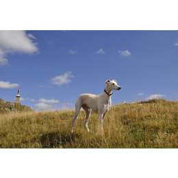 Chart polski - czemu polska rasa psa jest tak mało znana?