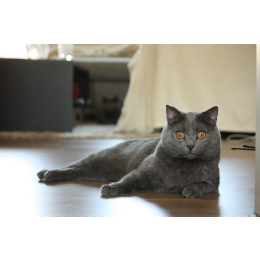 Kot kartuski – najważniejsze informacje o rasie