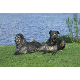Chart szkocki (Deerhound) - encyklopedia ras psów