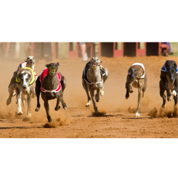 Grupa X psów w FCI: Charty - rasy i charakterystyka