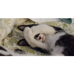 Chase no face - poznaj niezwykłą historię kotki bez twarzy