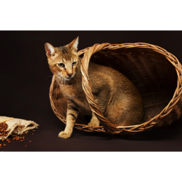 Kot chausie - hybryda kota błotnego. Encyklopedia ras kotów