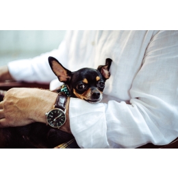 Jak zmierzyć psu temperaturę? Jaka jest prawidłowa temperatura ciała u psa?