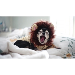 Pies nie chce jeść. Co zrobić, gdy pies odmawia spożywania posiłku?