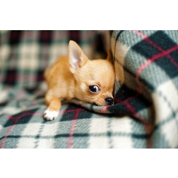 Jak oduczyć psa sikania w domu? Dlaczego on to robi?