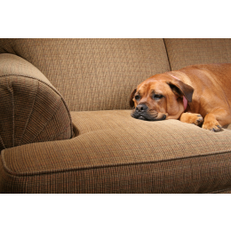 Dieta wątrobowa dla psa. Jadłospis dla psa z chorą wątrobą