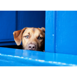 Choroby serca u psa  - objawy, leczenie i rokowania