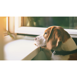 Choroba Addisona (cisawica) u psów - objawy, rokowania