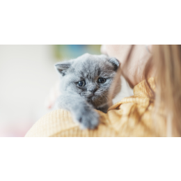 Choroba sieroca u kota - jak objawia się zbyt wczesne oddzielenie kociąt od matki?