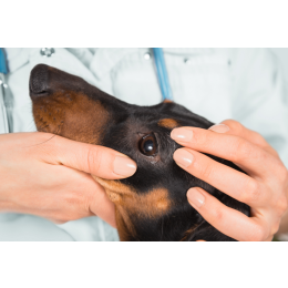 Choroby oczu u psów – objawy, rozpoznanie, leczenie