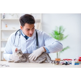 Jakie są najgroźniejsze choroby zakaźne kotów?