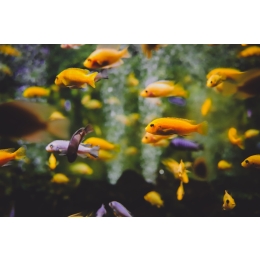 Opis najczęściej występujących chorób ryb akwariowych