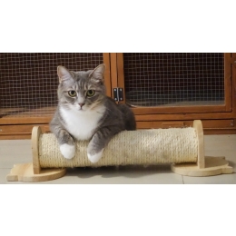 Świerzb u kota – przyczyny, rodzaje, objawy i leczenie