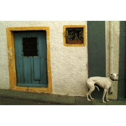 Chudy pies – skąd niewielka masa ciała u zwierzęcia?