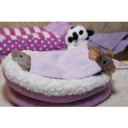 Wszystko o ciąży i porodzie myszy domowej