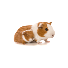 Świnka morska w ciąży – i co teraz? Jak o nią zadbać?