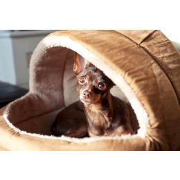 Ciąża urojona u psa – co robić?