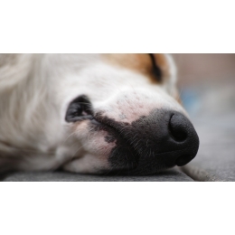 Ciepły nos u psa: co oznacza i czy jest powodem do zmartwień?