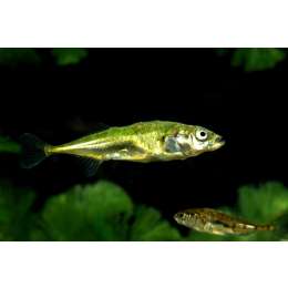 Ryba ciernik (Gasterosteus aculeatus) - malownicza ryba z kolcami
