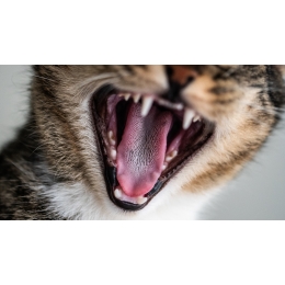 Dlaczego koty gryzą? Najczęstsze powody agresywnego zachowania