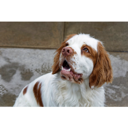 Clumber spaniel - encyklopedia ras psów