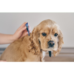 Co ile należy odrobaczać psa?