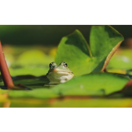 Co je żaba? Rozwiewamy wątpliwości!