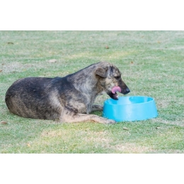 Co lubią jeść psy? Czy jest to dla nich zdrowe?