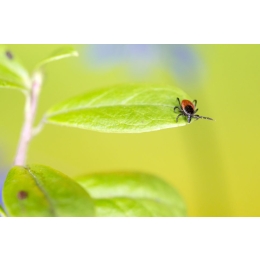 Co odstrasza kleszcza? Sprawdź jakiego zapachu nie lubią kleszcze!
