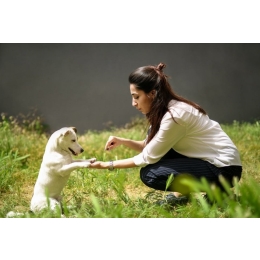 Co mogą jeść psy?