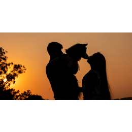 Do kogo trafi zwierzę po rozwodzie?