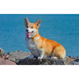 Corgi (Welsh Corgi Pembroke, Cardigan) - charakterystyka, pielęgnacja, zdrowie (Encyklopedia psów)