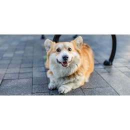 Corgi (Welsh Corgi Pembroke i Cardigan): charakter, cena, zdrowie i pielęgnacja