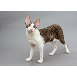 Cornish rex (Rex kornwalijski) - Encyklopedia kotów
