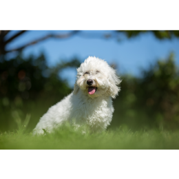 Coton de tulear, czyli biały piesek z Madagaskaru