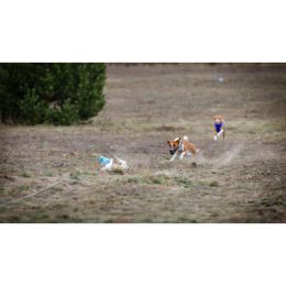 Coursing, czyli terenowe wyścigi psów. Poznaj zasady i rasy!