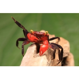 Krab wampir - najważniejsze informacje o gatunku