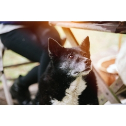 Czym się objawia cukrzyca u psa?