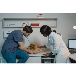 Zespół Cushinga u psa (nadczynność kory nadnerczy u psa) - leczenie i rokowania