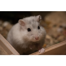 Jak urządzić małemu ssakowi klatkę?