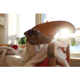 Jak obliczyć wiek psa? Ile to ludzkich lat?