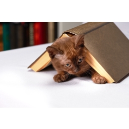 Czego można nauczyć kota i jak go wychować?