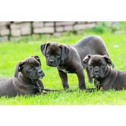 Plusy i minusy czarnego psa - poznaj TOP 7 ras czarnych psów