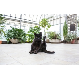 Jakiego zapachu nie lubią koty? Poznaj najbardziej nielubiane przez koty aromaty, aby ich nie nadużywać