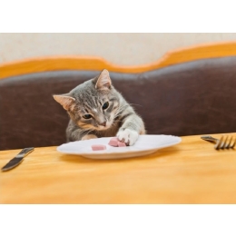 Czego nie może jeść kot? Przedstawiamy produkty zakazane dla kota