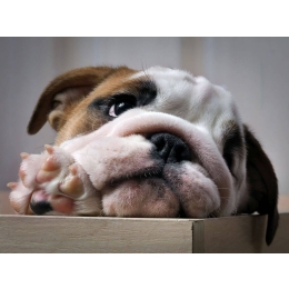 Czego nie może jeść pies ? Radzimy czego unikać.